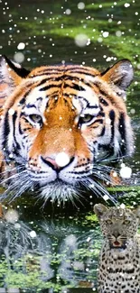 Tiger swimming in lush jungle stream with greenery.