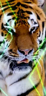 Tiger with neon light accents on a vibrant mobile wallpaper.