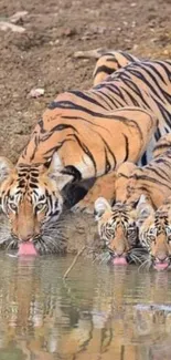 Tigers drinking by a riverbank in nature.