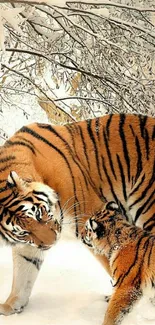 Two tigers in a snowy forest scene.