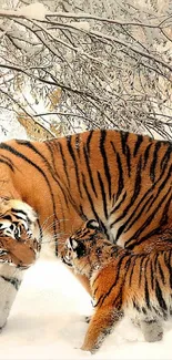 Two tigers in a snowy forest wallpaper.