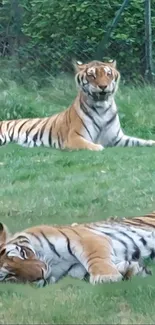 Tigers resting peacefully in a green meadow with lush surroundings.