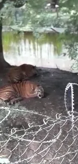 Two tigers resting peacefully in a lush, green jungle setting.