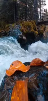 Autumn forest with waterfall and orange leaves.