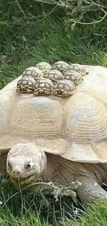 Tortoise carrying hatchlings on a grassy field.