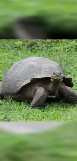 A large tortoise sits on vibrant green grass in this calming wallpaper.