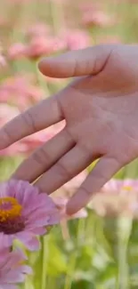 Hand gently touching a pink daisy in a garden setting.