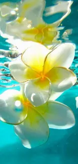 Floating white and yellow flowers in aquamarine water.