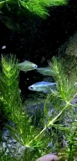 Aquarium with fish swimming amidst lush green plants.