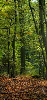 Sunlit autumn forest with green foliage and leaves covering the ground.