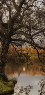 Majestic autumn tree by a calm lake with reflections.