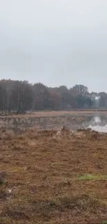 Serene marsh landscape with autumn hues.