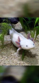 Serene axolotl in aquarium setting with plants.