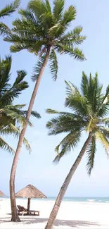 Palm trees on a serene beach with clear blue sky and ocean.