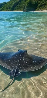 Stingray gliding under clear blue water on a sunny beach day.