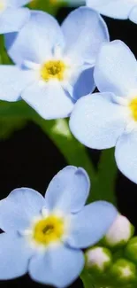 Delicate blue wildflowers with lush green leaves.