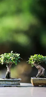 Twin bonsai trees on a serene green backdrop.