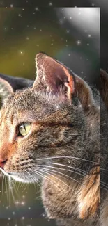 Close-up of a cat with a starlit background wallpaper.