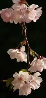 Cherry blossom branch with pink flowers on a dark background.