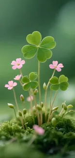 Close-up of a clover plant with pink flowers in a tranquil setting.