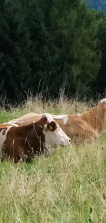 Two cows resting in a green pasture with trees.