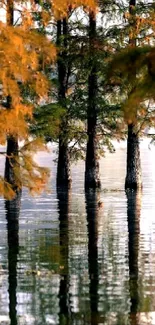 Cypress trees reflected in a tranquil lake at autumn.