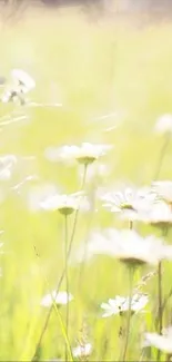 Serene mobile wallpaper with daisies in a sunlit field, featuring light yellow hues.