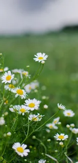 A tranquil field of daisies with a soft, cloudy sky above, perfect for mobile wallpaper.