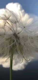 Close-up of a dandelion with a cloudy sky in the background.