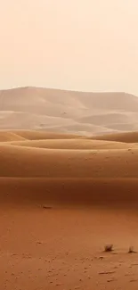 Calm desert dunes under a soft sky, creating a serene and minimalistic landscape.