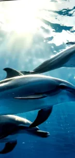 Dolphins swimming underwater in a serene blue ocean background.