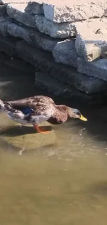 Ducks near a stone pond in tranquil setting.