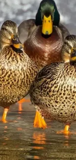 Three ducks standing on water with beautiful reflections.