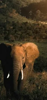 A lone elephant walking through the savannah at sunset.