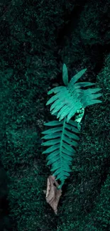 Emerald fern nestled in lush dark green forest background.