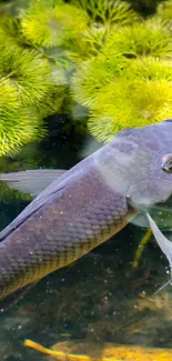 Serene fish swimming under lush green plants in a tranquil pond.