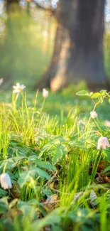 Sunlit forest floor with wildflowers and green foliage.
