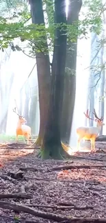 Serene forest with deer in dappled sunlight background.