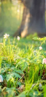 Serene forest with green foliage and delicate flowers in soft sunlight.