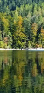 Serene mobile wallpaper of forest reflected in a calm lake.