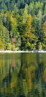 Serene forest and lake reflection mobile wallpaper.