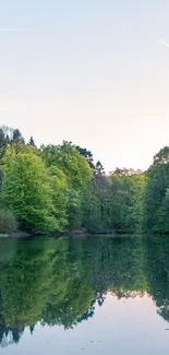 Serene forest with lake reflection in calm setting.