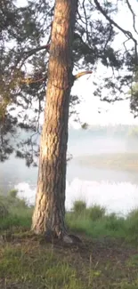 Tranquil forest lake wallpaper with trees and mist.