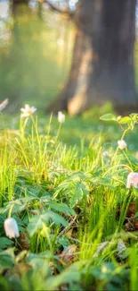 Sunlit forest meadow with flowers and towering trees.