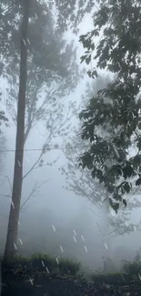 Misty forest landscape with tall trees and serene ambiance.