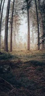 Mobile wallpaper featuring a serene forest with tall trees and green foliage.