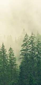 Misty forest wallpaper with green pine trees.