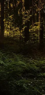 Serene forest wallpaper with green ferns and sunlight filtering through trees.