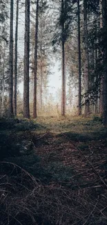 Serene forest scene with tall trees and a lush green ground cover.