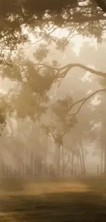 Misty forest in morning sunlight with tranquil atmosphere.